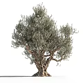 Olive Tree With Silvery Green Foliage And Gnarled Trunk In Natural Landscape