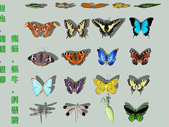 Modern Butterfly Mantis Bee Snail Moth Insect Popular Science Brand 3d model