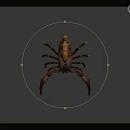 Scorpion With Brown Red Striped Body Pincers Curled Tail On Dark Glossy Surface