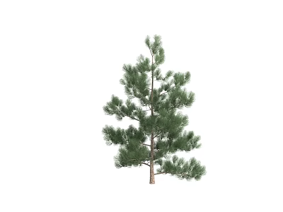 Vibrant Evergreen Pine Tree Plant Combination With Lush Foliage For Outdoor Garden Spaces 3d model