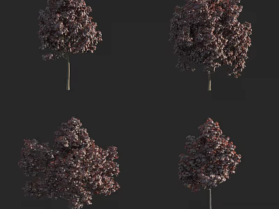 Arbor with Slender Trunks and Deep Purple Red Leaves in Different Angles 3d model