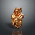 Golden Detailed Human Heart Anatomical Model Medical Education Training Device