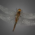 Closeup View of Brown Dragonfly With Transparent Veined Wings Against Gray Background