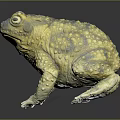 Yellow Blue Toad With Rough Skin Texture On Black Reflective Surface