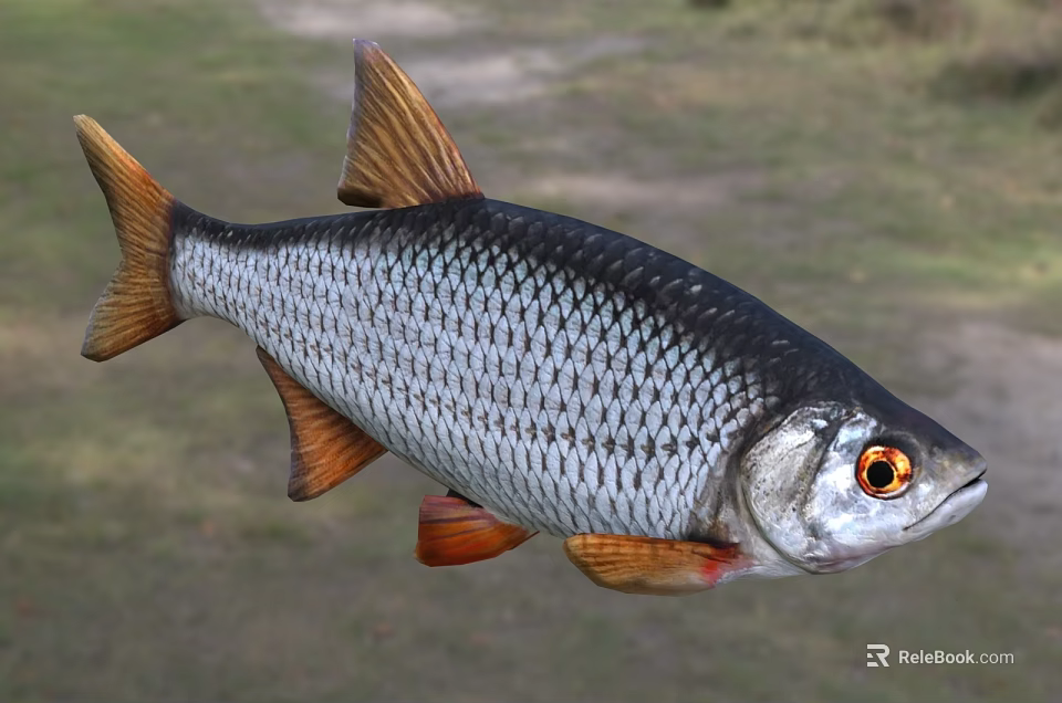 Silver Aquatic Fish With Orange Fins Tail And Red Eyes And Detailed Scales 3d model 