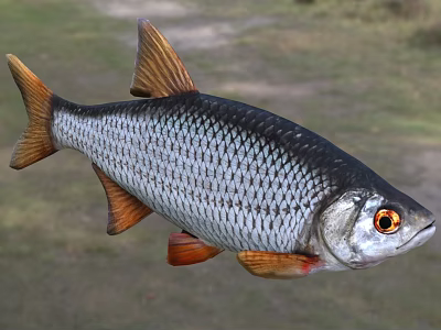 Silver Aquatic Fish With Orange Fins Tail And Red Eyes And Detailed Scales 3d model