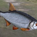 Silver Aquatic Fish With Orange Fins Tail And Red Eyes And Detailed Scales
