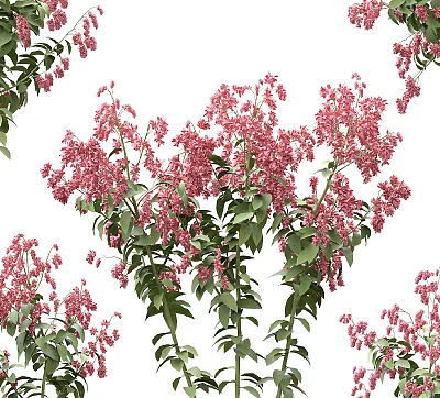 Vibrant Lush Pink Flowers And Green Leafy Plants In Full Natural Bloom 3d model