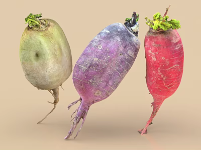 Fresh Colorful Radishes With Green Tops And White Purple Red Roots 3d model