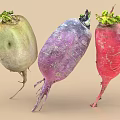 Fresh Colorful Radishes With Green Tops And White Purple Red Roots