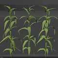 Corn Plants With Green Leaves And Upright Stems In Healthy Growth Stage