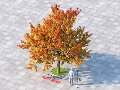 Vibrant Autumn Broadleaf Tree With Orange Red Yellow Leaves On Paved Square Ground 3d model