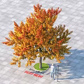 Vibrant Autumn Broadleaf Tree With Orange Red Yellow Leaves On Paved Square Ground