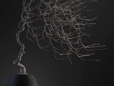 Bonsai Plant with Twisted Leafless Branches in Black Pot on Dark Background 3d model