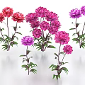 Red Pink and Purple Blooming Peonies with Green Leaves on White Background