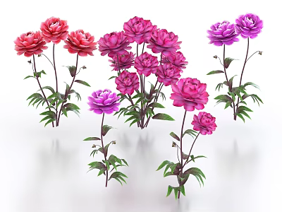 Red Pink and Purple Blooming Peonies with Green Leaves on White Background 3d model