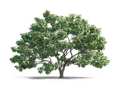 Lush Arbor With Dense Green Foliage And Strong Tree Trunk In Natural Scene 3d model