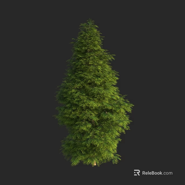 Evergreen Tree With Lush Green Foliage Isolated On Black Background 3d model 