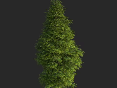 Evergreen Tree With Lush Green Foliage Isolated On Black Background 3d model