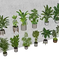Various Indoor Potted Plants in Stylish Planters on Wall Shelves