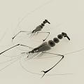 Two Shrimp in Black Line Art Style on Light Background