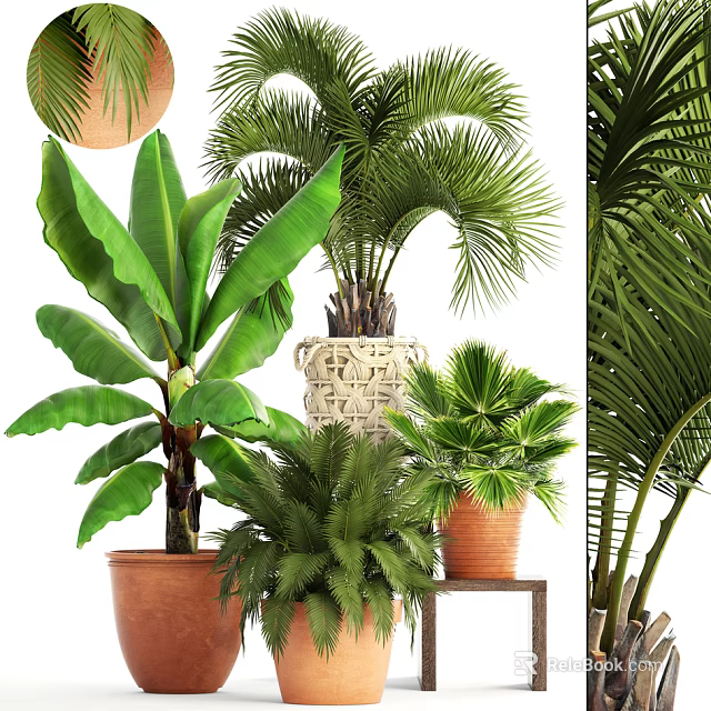 Various Potted Plants Including Large Leaf And Palm Greenery In Terracotta Pots 3d model 