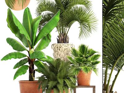 Various Potted Plants Including Large Leaf And Palm Greenery In Terracotta Pots 3d model