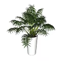 Lush Green Potted Plant With Feathery Leaves In White Ceramic Pot