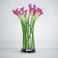 White Calla Lilies In Transparent Vase With Green Stems Against White Wall