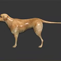 Detailed Yellow Labrador Dog Standing On Black Background With Reflective Surface 3d model