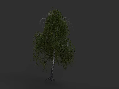 Weeping Willow Plant Painting With White Trunk Drooping Green Leaves And Dark Gray Background 3d model