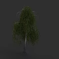 Weeping Willow Plant Painting With White Trunk Drooping Green Leaves And Dark Gray Background