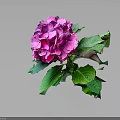 Vibrant Pink Blooming Hydrangea Plant With Lush Green Leaves On Dark Background