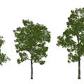 Three Arbor Trees With Different Sizes Lush Green Leaves And Upright Trunks 3d model