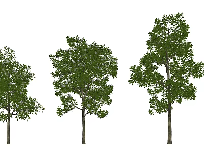 Three Arbor Trees With Different Sizes Lush Green Leaves And Upright Trunks 3d model