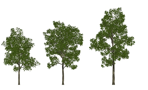 modern tree magnolia 3d model