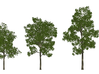 modern tree magnolia 3d model