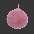 Fresh Organic Red Beetroot Vegetable Close Up With Shiny Surface On Dark Background