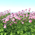 Modern Evening primrose 3d model