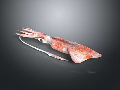 Red Whole Squid with Extended Tentacles and Smooth Mantle as Marine Aquatic Animal 3d model