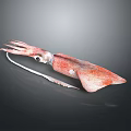 Red Whole Squid with Extended Tentacles and Smooth Mantle as Marine Aquatic Animal