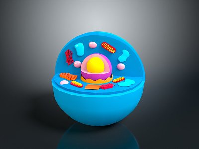 eukaryotic cell cross section cell structure cell tissue anatomy organ human organ model