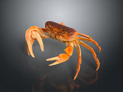 Orange Brown Marine Crab Aquatic Animal With Large Claws On Dark Reflective Surface 3d model