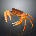 Orange Brown Marine Crab Aquatic Animal With Large Claws On Dark Reflective Surface