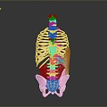 skeleton human skeleton human body organ human body tissue human body structure human anatomy 3d model