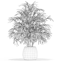 Lush Green Potted Plant With Multiple Stems In Black Modern Pot For Home Decor