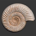 Conch Bone Snail Field Snail 3d model