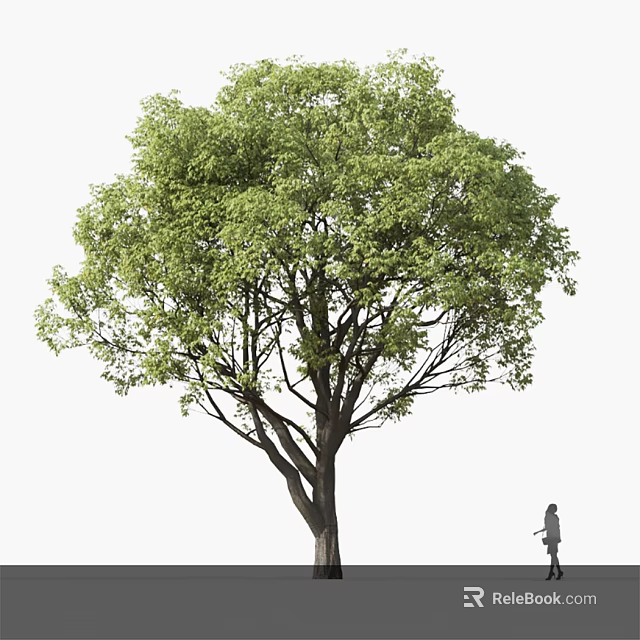 Tall Arbor with Lush Green Leaves and Thick Trunk Beside a Person 3d model 