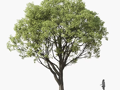 Tall Arbor with Lush Green Leaves and Thick Trunk Beside a Person 3d model