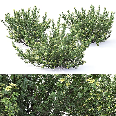 Vibrant Garden Shrubs With Lush Green Leaves And Small Yellow Flowers 3d model